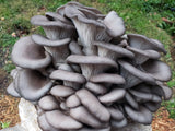 Ready-to-Fruit mushroom block harvest — oyster mushrooms