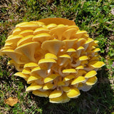 Customer photo - golden oyster (slide 1)