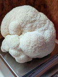 Customer photo - lions mane (slide 4)