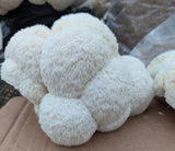 Customer photo - lions mane (slide 6)