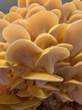 Customer photo - golden oyster (slide 10)