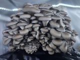 Customer photo - blue oyster (slide 12)