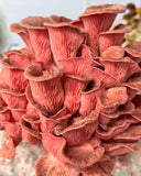 Customer photo - pink oyster (slide 15)