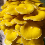 Customer photo - golden oyster (slide 27)