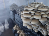 Customer photo - blue oyster (slide 50)