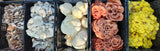 Ready-to-Fruit mixed harvest — blue, lion’s mane, pink, and golden oyster mushrooms