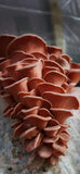 Customer photo - pink oyster (slide 70)