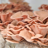 Customer photo - pink oyster (slide 91)