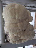 Ready-to-Fruit mushroom block harvest — lion’s mane mushrooms