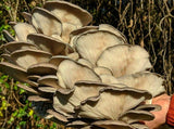 Ready-to-Fruit mushroom block harvest — oyster mushrooms