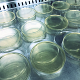 Pre-poured sterile Petri dishes