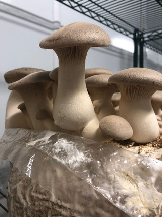 Mycélium Trompette de la Mort - Kit culture Champignons - grow